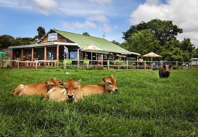 Nature'S Valley Health Retreat A Hide Away In The Forest Exteriér fotografie